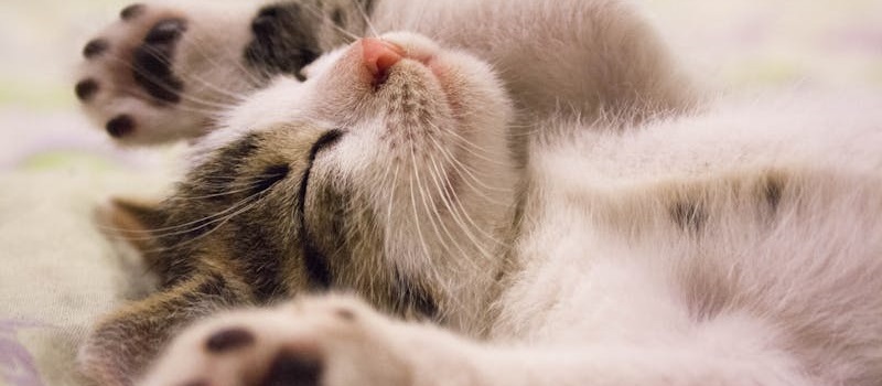gato bebé dorme em cama fofinha