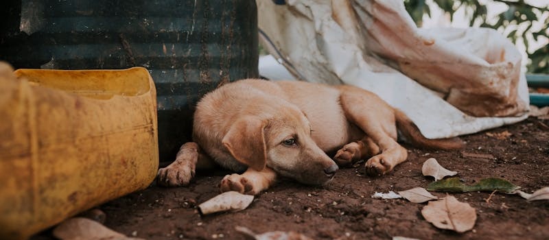 cão pequeno deitado em chão de terra